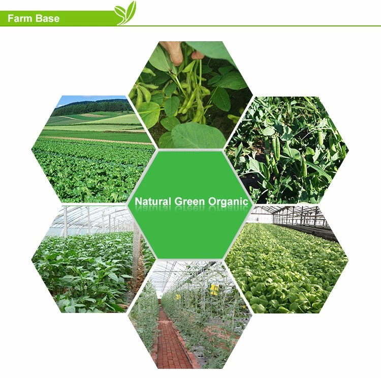 XMSDfood frozen vegetable export support for pea pod buyers