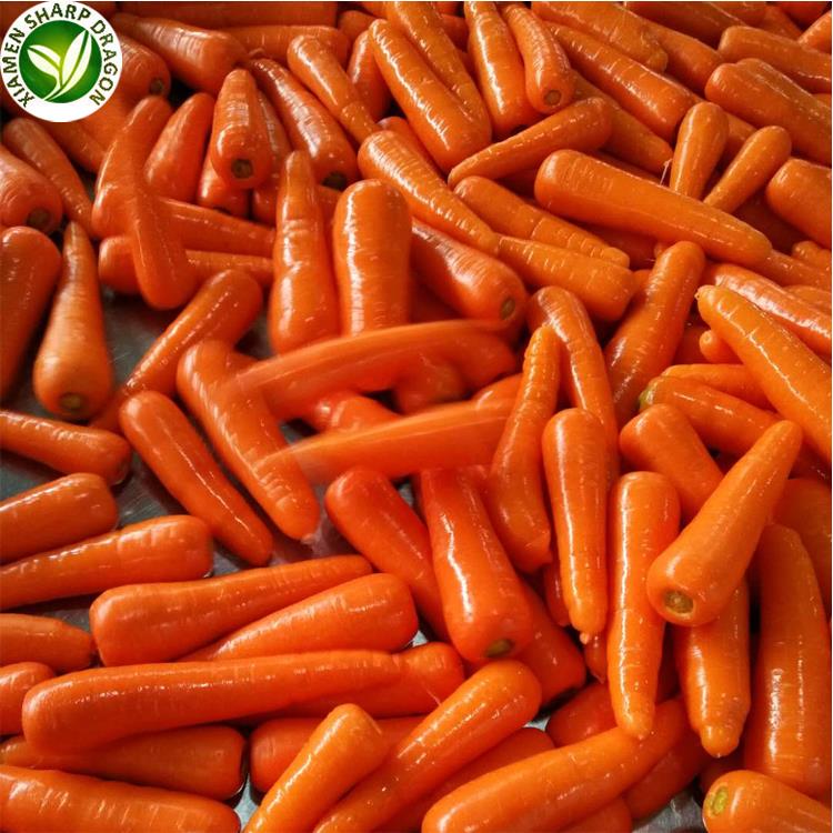 Fresh Carrots supply view 3
