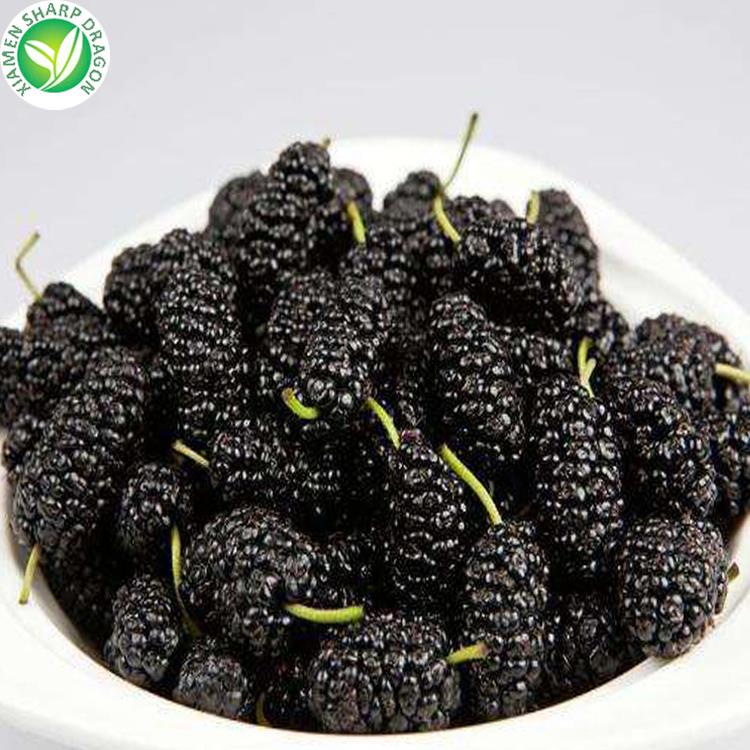 Ripe identified fruit is different from unripe berries and tree sap Bowl of ripe dark mulberries recovered from the original XMSD toxicity page