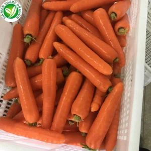 Esportazzjoni zunnarija friska