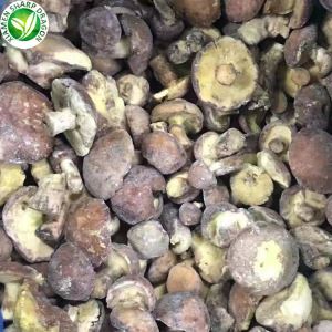 IQF Iffriżat Suillus Granulatus