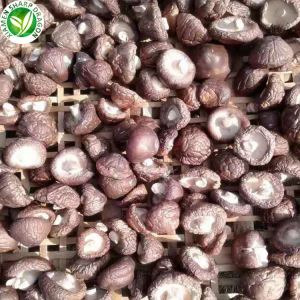 Il-Prezz tal-Faqqiegħ Shiitake Imnixxef Per Kg