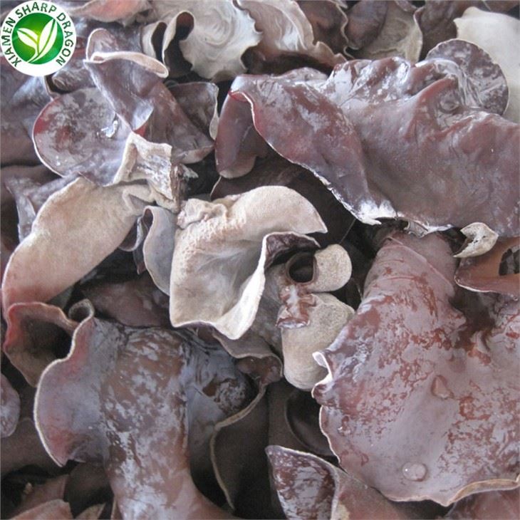 Iffriżar Faqqiegħ tal-Fungus Iswed